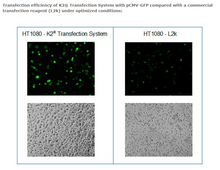 Load image into Gallery viewer, K2® Transfection System - DNA &amp; RNA Transfection - T060