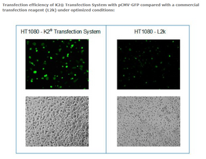 K2® Transfection System - DNA & RNA Transfection - T060