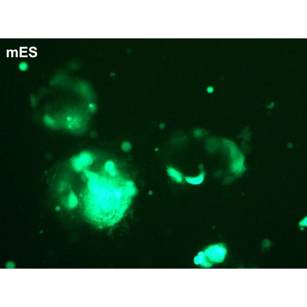 DreamFect™ Stem Transfection Reagent