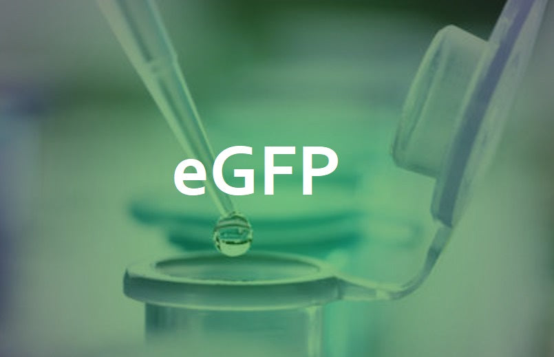 Tailored Lenti-eGFP All-In-One Packaging Kit (10x100mm plate)