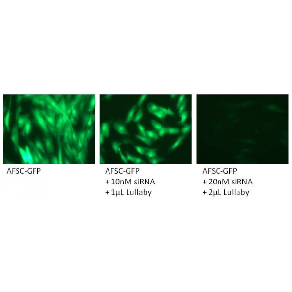 Lullaby Stem siRNA Transfection Reagent