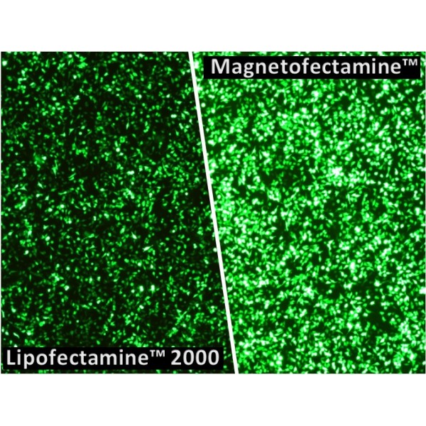 Magnetofectamine O2 Transfection Kit