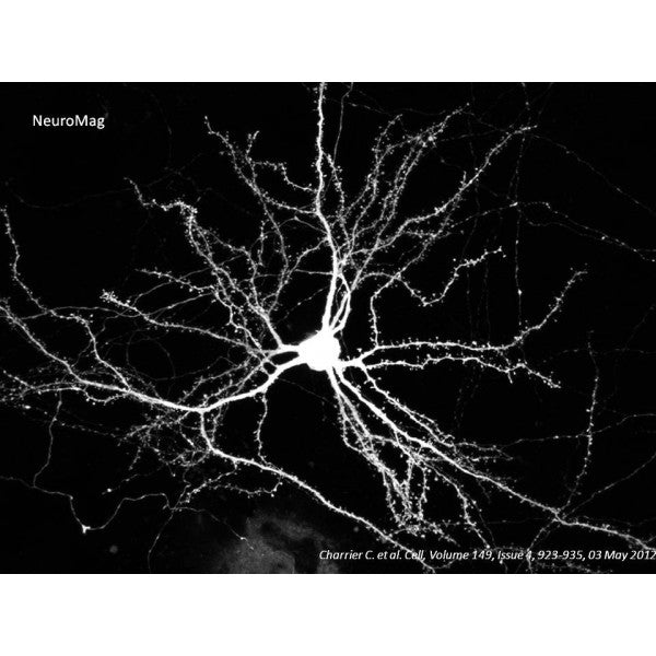 NeuroMag Transfection Reagent