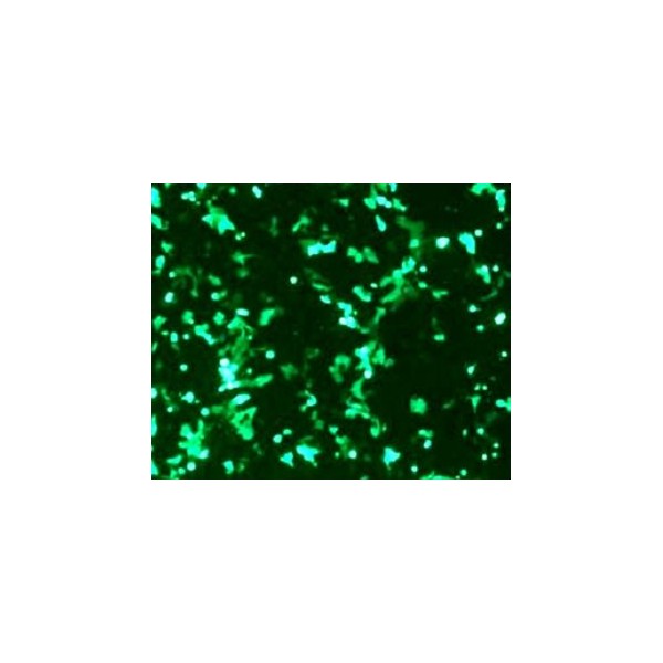VeroFect Transfection Reagent