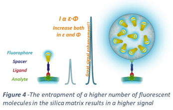 Improving Low Expressed Antigen Detection in Immunofluorescence Applications