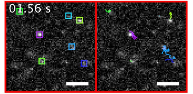 NanoTracers - Fluorescent Organic Nanoparticles for Single-Particle Tracking - IDY-NT