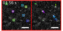 Load image into Gallery viewer, NanoTracers - Fluorescent Organic Nanoparticles for Single-Particle Tracking - IDY-NT
