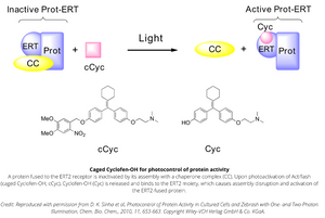 Actiflash - Tamoxifen-like Photoactivable Inducer - LJU-CIN