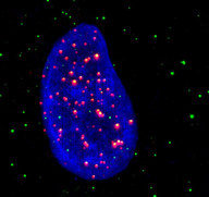 Load image into Gallery viewer, Anti-TeloG4 - Antibody Against the Telomeric G-quadruplex -