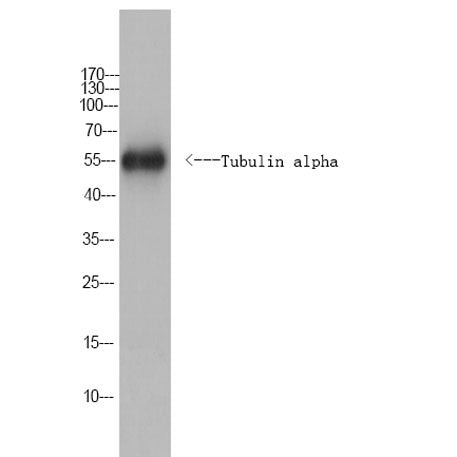 Tubulin alpha Rabbit Polyclonal Antibody (Caenorhabditis elegans) - ES20848