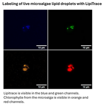 Load image into Gallery viewer, LipiTrace - Fluorescent Marker for Lipid Droplets - IDY-LIPI-250