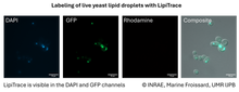 Load image into Gallery viewer, LipiTrace - Fluorescent Marker for Lipid Droplets - IDY-LIPI-250