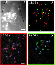 Load image into Gallery viewer, NanoTracers - Fluorescent Organic Nanoparticles for Single-Particle Tracking - IDY-NT