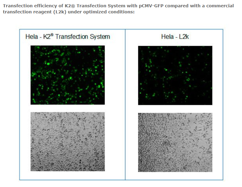 K2® Transfection System - DNA & RNA Transfection - T060