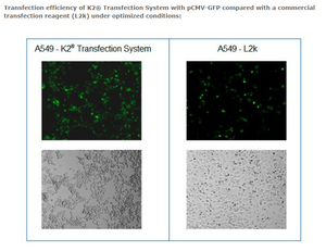 K2® Transfection System - DNA & RNA Transfection - T060