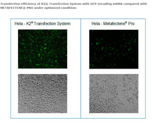 Load image into Gallery viewer, K2® Transfection System - DNA &amp; RNA Transfection - T060