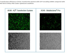 Load image into Gallery viewer, K2® Transfection System - DNA &amp; RNA Transfection - T060