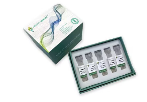 Active Recombinant Monkey TNFSF10 Protein, Met-tagged, Alexa Fluor 555 conjugated - TNFSF10-1191RAF555