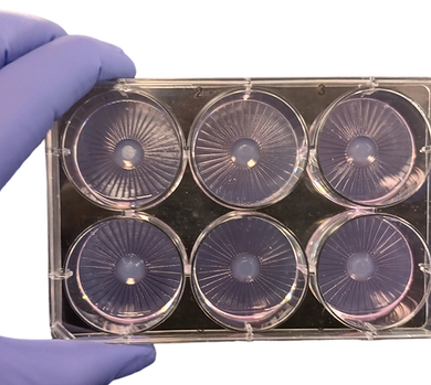 TruSphere™ Plate - Hydrogel-Based Culture Plate Insert - TRUSFR-APRCL