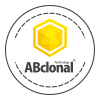 ANXA8L2 Rabbit pAb - A7641