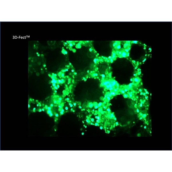 3D-Fect™ Transfection Reagent