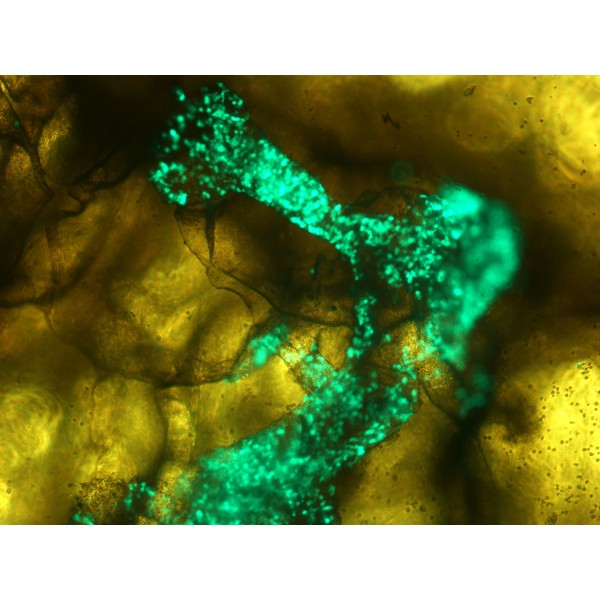 3D-Fect™ Transfection Reagent