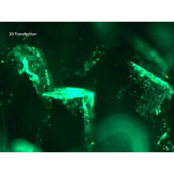 3D-Fect™ Transfection Reagent