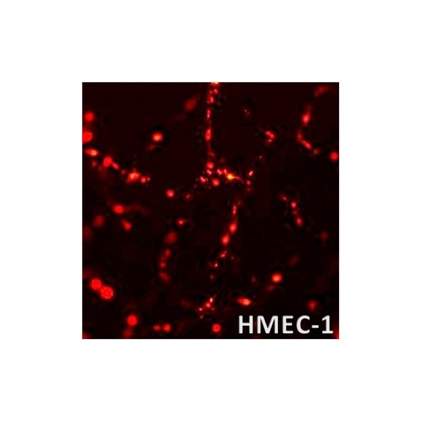 3D-FectIN™ Transfection Reagent