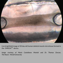 Load image into Gallery viewer, OMEGA-MP - 3D Muscle Microtissue Device