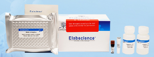 Triglyceride (TG) Colorimetric Assay Kit (Single Reagent, GPO-PAP Method) - E-BC-K261-M