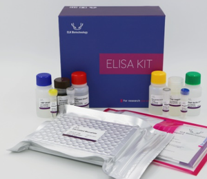 Mouse MAGEB16 (Melanoma Antigen Family B16) ELISA Kit