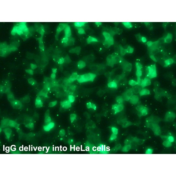 Ab-DeliverIN™ Transfection Reagent