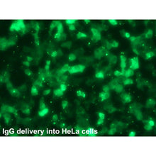 Load image into Gallery viewer, Ab-DeliverIN™ Transfection Reagent