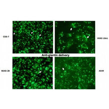 Load image into Gallery viewer, Ab-DeliverIN™ Transfection Reagent