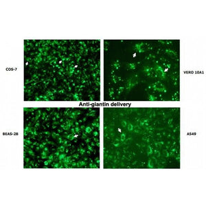 Ab-DeliverIN™ Transfection Reagent