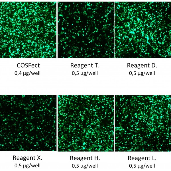 COSFect Transfection Reagent