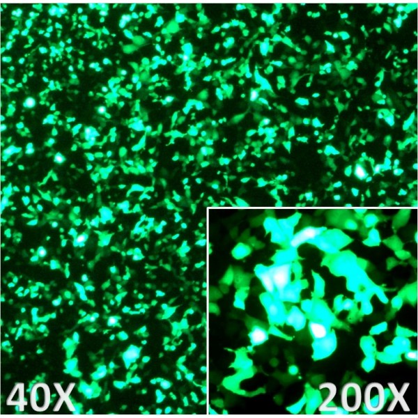COSFect Transfection Reagent