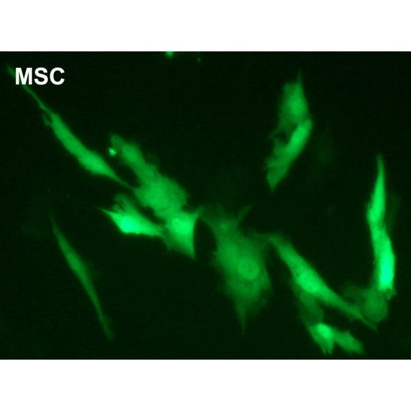 DreamFect™ Stem Transfection Reagent