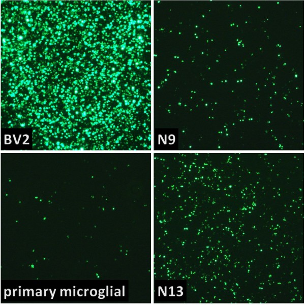 Glial-Mag Transfection Kit