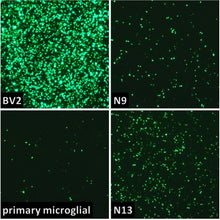 Load image into Gallery viewer, Glial-Mag Transfection Kit