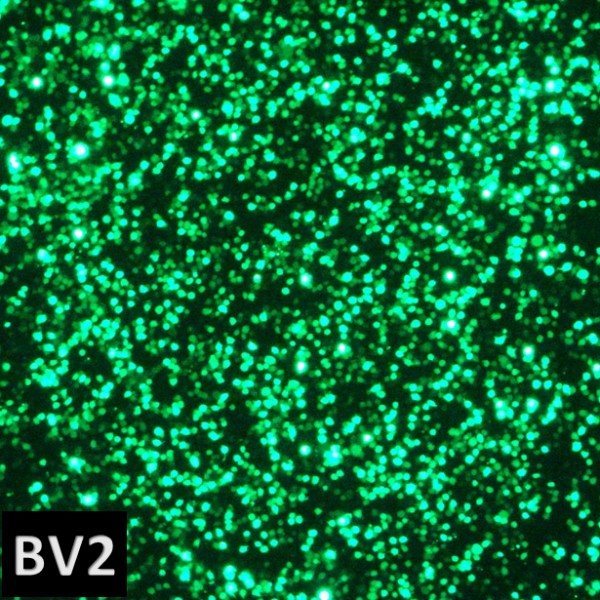 Glial-Mag Transfection Kit