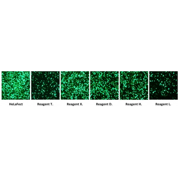 HeLaFect Transfection Reagent