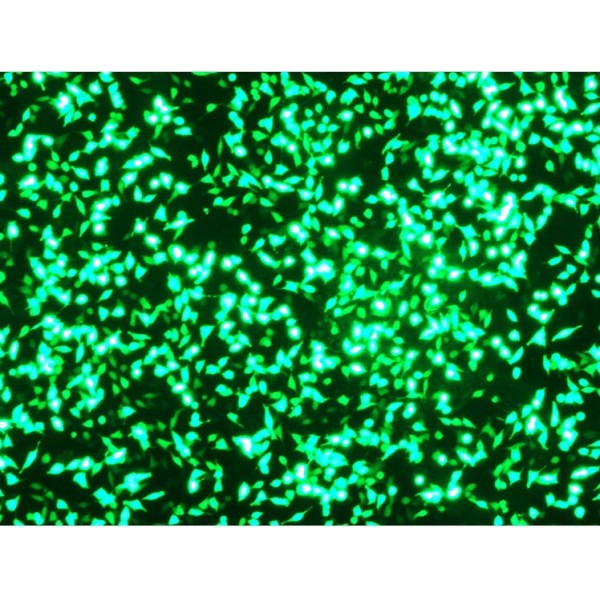 HeLaFect Transfection Reagent