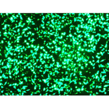 Load image into Gallery viewer, HeLaFect Transfection Reagent