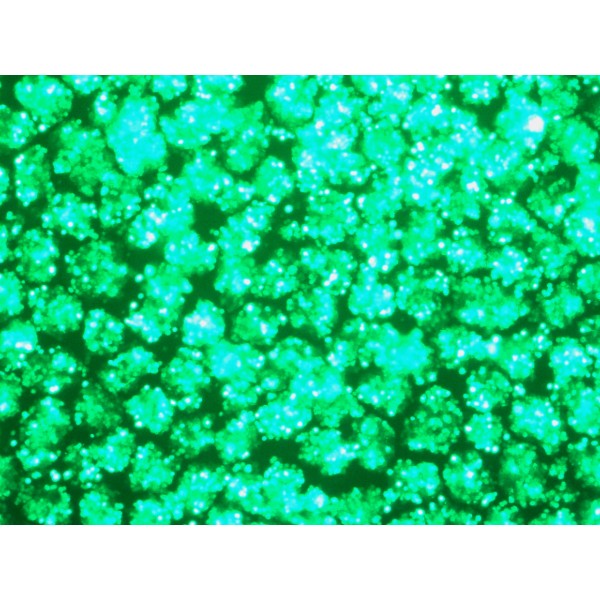 HYPE-293™ Transfection Kit