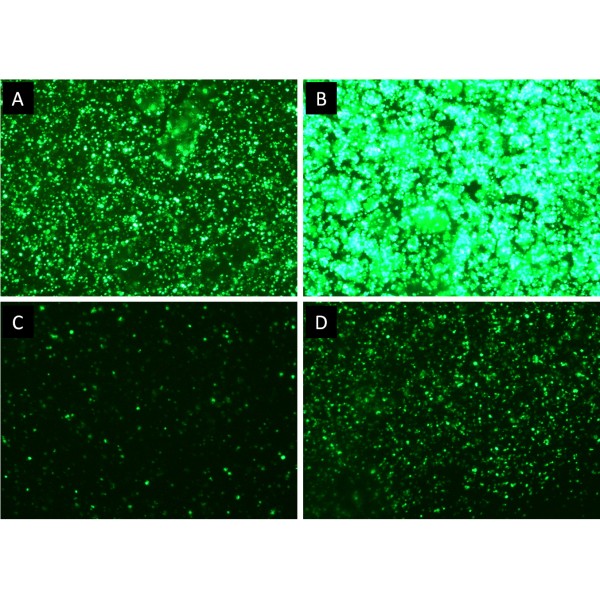 HYPE-CHO™ Transfection Kit