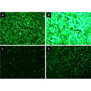 HYPE-CHO™ Transfection Kit