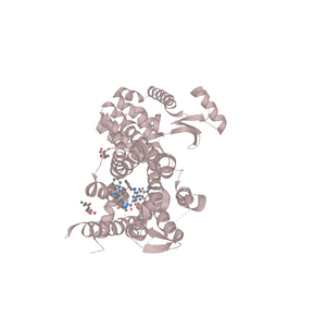 Adenosine A2A Receptor (A2A)  - 10 µg