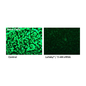 Lullaby Transfection Reagent