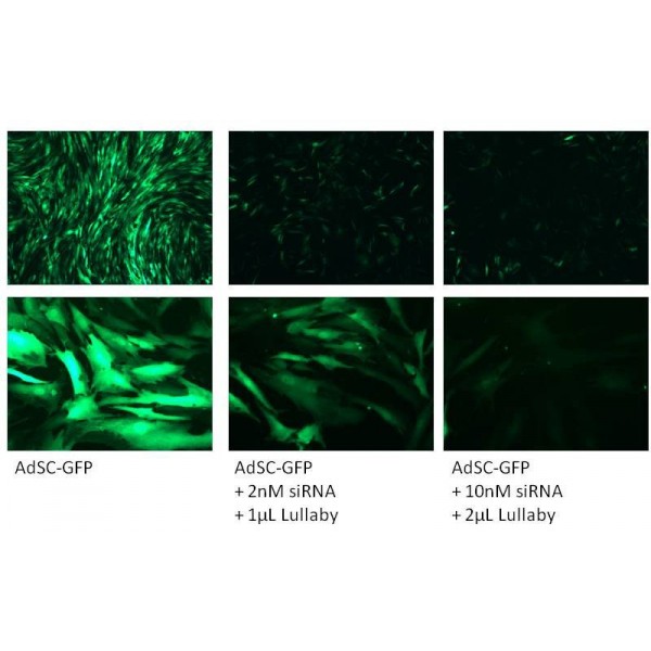 Lullaby Stem siRNA Transfection Reagent